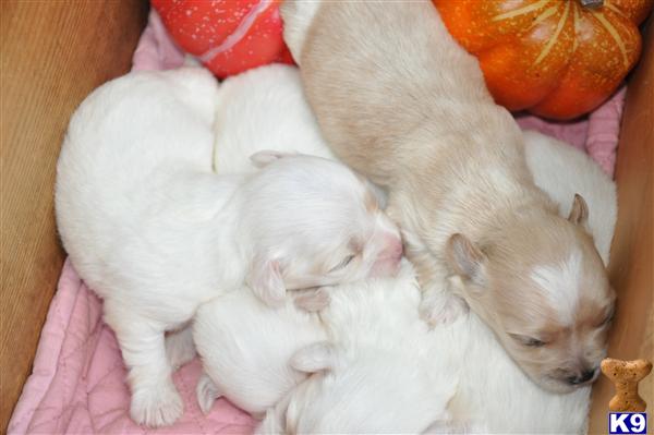 FCI ,UKC Registered Coton puppies